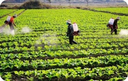 Micro Nutrient Fertilizers